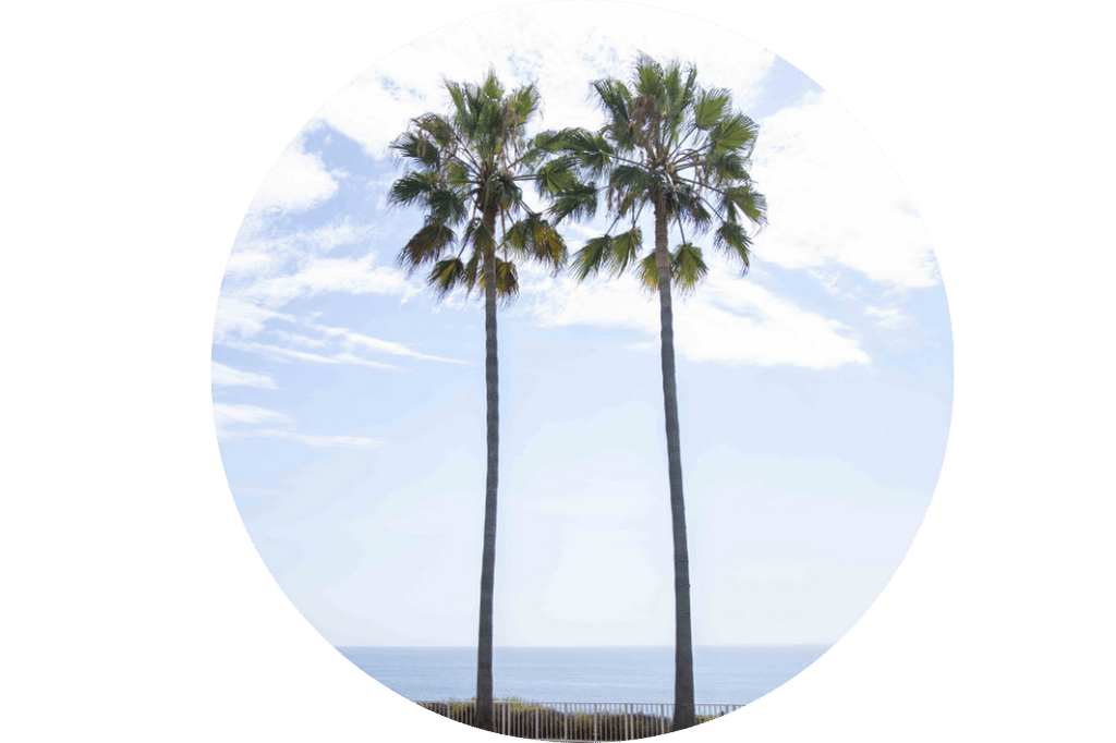 Carlsbad Beach Palm Trees