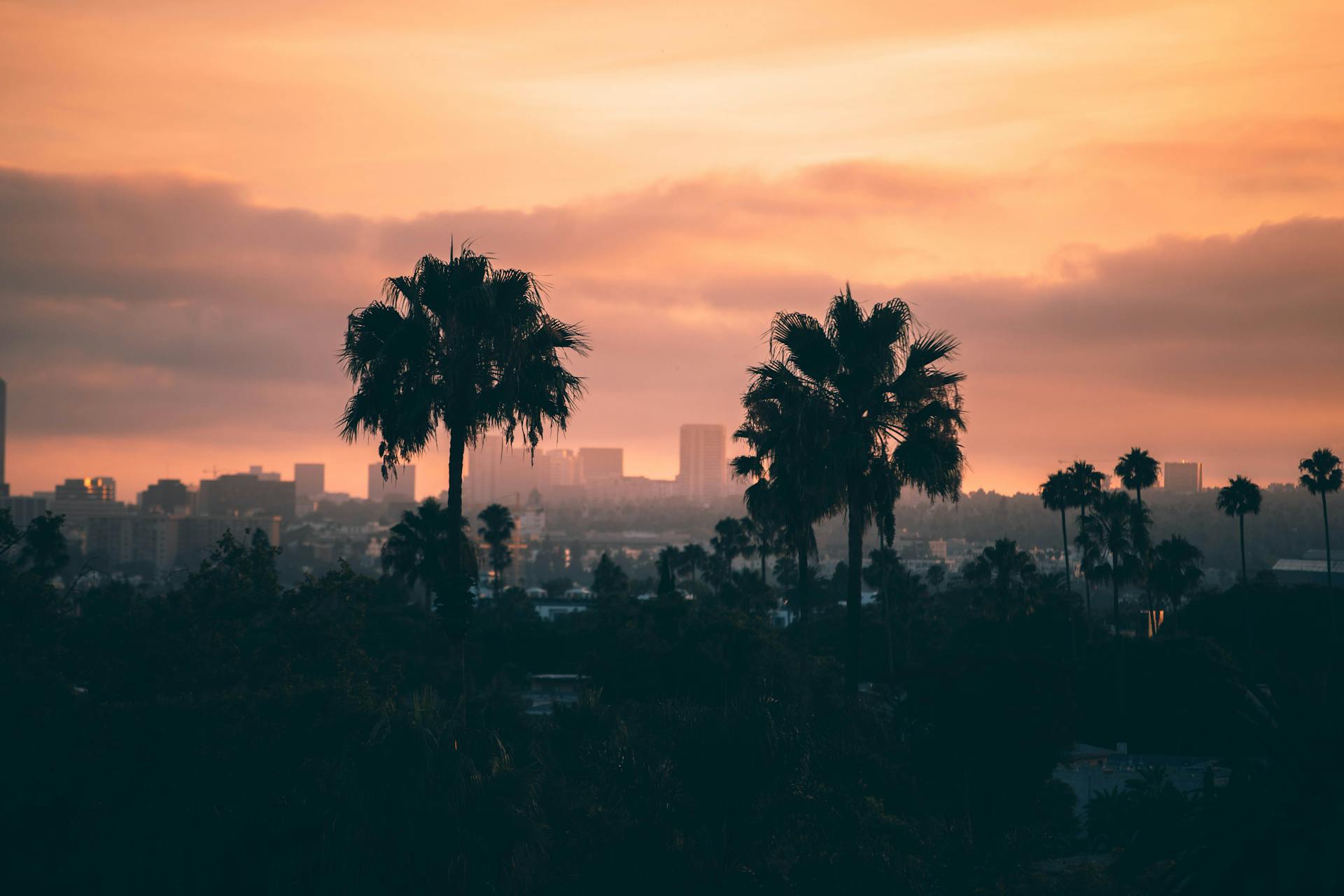 Palm Trees and DT LA