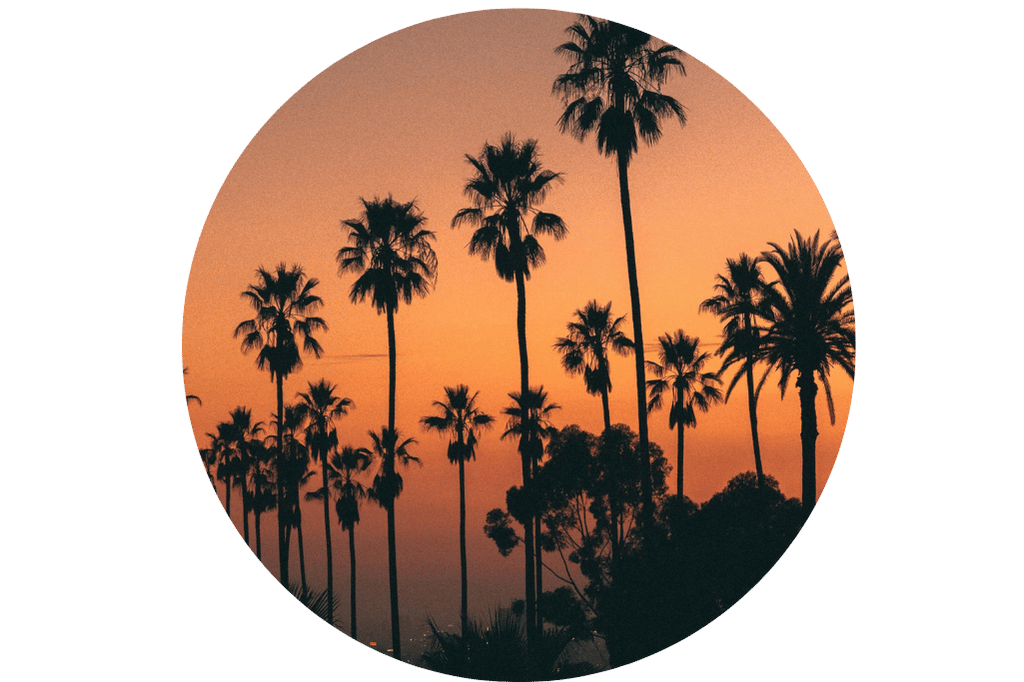 Palm Trees in Los Angeles